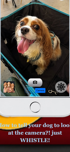 Dog looking at Whistle Camera — whistle to get your pet to look at the camera