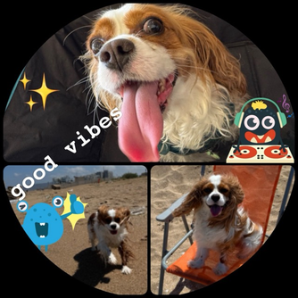 Example square photo collage exported from Zuli Collage